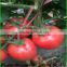 China tomato top quality competitive price/fresh tomato