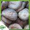 Frozen Shiitake Mushroom Cultivation