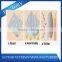 TPU plastic transparent film