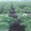 2016 New Crop Hemp Seeds Wholesale