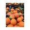 Fresh Citrus fruits, Orange Type