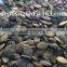GWS pumpkin seeds pirce Grade A