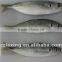 frozen horse mackerel IQF