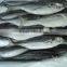 Horse Mackerel fish size 4/6