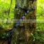 Camping Hammock Tree Straps with 16 Loops, 9 Feet, Pack of 2, Hammock Straps For Tree