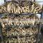 Large quantity  high quality  various types Fresh ginger Air dry Ginger