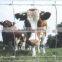 Electric fence for cattle