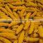 Indian Turmeric Suppliers for United Kingdom