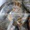 Natural Jadify Ammonite Fossils Ashtray/ Ink-stone Crafts Polished Conch Fossils