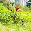 LED solar flower light/solar garden lamp/ outdoor pin lamp/red green transparent glass light