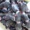 Dark color china cheaper wholesale fishing net in Africa