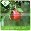 New fresh delicious red fuji apples fruits