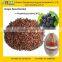 GMP Factory Supply Natural and High Quality Grape Seed Extract