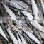 Single frozen sardine for fishing bait pilchard