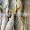 frozen yellow tail fish travelly fish yellowtail fish Seriola quinqueradiata