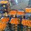 Fresh Mandarin ( Calamantine ) From Egypt