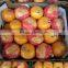 WINTER NAVEL ORANGE