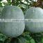 Winter melon seeds wax gourd seeds for growing-Vermicelli