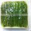 packing tray aralia elate seem in bag vegetable boiled to Japan aralia elate seem in boil