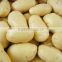 Wholesale Fresh Holland Potato with High Quality