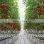 Venlo Glass Greenhouse for tomato cucumber flower horticulture