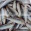frozen whole round sardine for tuna bait