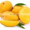 High quality Fresh Mango Export Originating From Vietnam