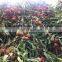 BRC A Fresh Fruit Whole Unpeeled IQF Litchi Frozen Lychee from China