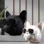 Bulldog Bluetooth speaker for home or outdoor portable