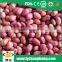Ju'nan Country Best Quality Peanut Kernel24/28 Size 25kg/ctn for Sale