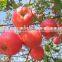 Red Color and Fuji Variety apple Fresh FUJI Apple
