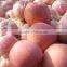 Yantai red fuji apple