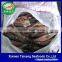 Frozen Illex Argentinus Squid Whole 100g Down