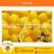 Standard Quality Fresh Lemon with Health Benefits from Top Ranked Supplier