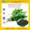 GMP Factory Supply High Quality Sodium Copper Chlorophyll Powder