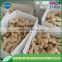 Professional supplier,exporter dry ginger
