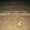 hot-sale automatic broiler chicken ground feeding system