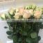 Fresh Cut Roses Suppliers Wholesalers from Kunming China