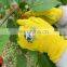 HANDLANDY High Dexterity Age 3-10 Kids Natural Foam Nitrile Coated Gardening Gloves for Kids Children Work