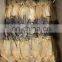 Good price frozen dried squid whole fillet for export