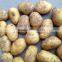 crop patato new season potato good quality potato