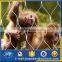 SS zoofence /animal enclosure netting /aviary fencing