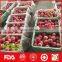 best price red fuji apple exporter in China