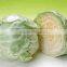 2015 new crop of china fresh cabbage for exporting