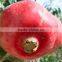 2016 New Pomegranate Seeds For Planting