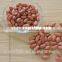 shandong long type blanched red skin peanut kernels