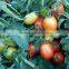 Marina F1 (Pelleted) Hybrid Tomato Seeds
