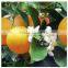 BERGAMOT OIL (PURE & NATURAL) , QUALITY ASSURANCE