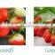 popular liquid amino acid fertilizer