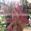 Discount for Freshly cut lilies Frsh cut lily fresh flowers